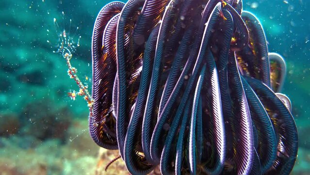 underwater a golden ghost pipefish hide around the feather star, wide angle and close up shots combined,,mysterious ocean alien