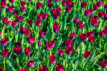 Beautiful purple tulips on the grass