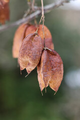 Close up of dried Staphylea, called bladdernuts on a tree in autumn, selective focus