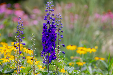 Selective focus of blue flower in garden Delphinium elatum or common name alpine delphinium or...