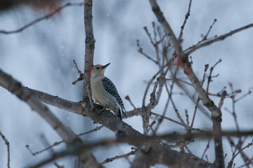 Red-Bellied Woodpecker perched on a tree branch during winter in New York
