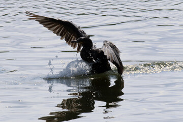 Um Biguá aterrissando na lagoa de Guaratiba para a distribuição de peixes para as aves. Uma...