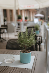 There is a table on the veranda in the sunlight, and on it there is a vase of rosemary. Table decoration in a cafe. Minimalism, style. Decoration in the restaurant.