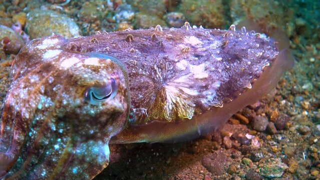 underwater a cuttlefish is facing the camera in an alert state, its body keeps changing colors, and its mouth suddenly opens.