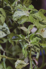 The image depicts a serene landscape with a vibrant sunset and a solitary tree, surrounded by lush greenery, reflecting calm and tranquility