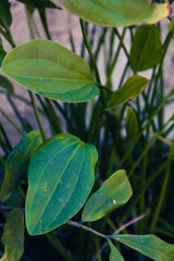 The image depicts a serene landscape with a vibrant sunset and a solitary tree, surrounded by lush greenery, reflecting calm and tranquility