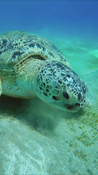 Close up frontal portrait of Sea turtle eating green sea grass on on hilly sand sebed, Vertical video, Slow motion. Great Green Sea Turtle (Chelonia mydas)