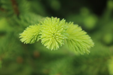 close up of a green plant