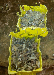 Boxes of live oysters under glistening seawater at  farm in oyster-farming village, ready to be...