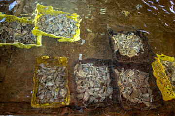 Boxes of live oysters under glistening flowing seawater at  farm in oyster-farming village, ready...