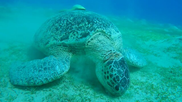 Close-up frontal portrait ofGreen Sea Turtle eating green sea grass on on hilly sand sebed, Slow motion. Great Green Sea Turtle (Chelonia mydas)