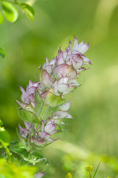 Clary Sage Salvia Sclarea is a medicinal plant used in cosmetics and pharmaceuticals.