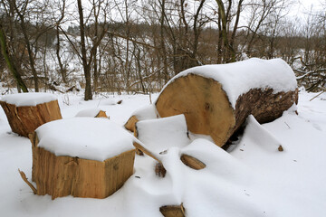 woden logs in winter forest - 713208226