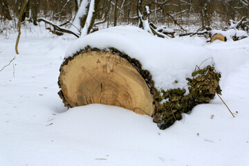 oak tree log under snow - 713208232