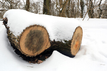 Wooden log under snow - 713208234