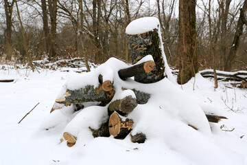 pile of firewood under snow - 713208242