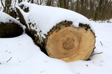sawed oak tree log under snow - 713208254