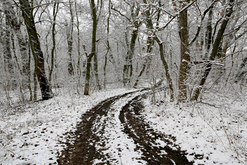 dirt road turn in winter forest - 713208272