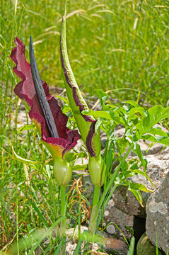 Dragon arum (Dracunculus vulgaris) or dragon lily in full bloom.