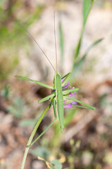 Large sawfly on meadow vegetation, extremely rare species, Turkey.  Saga pedo