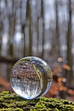 Wald Glaskugel 2