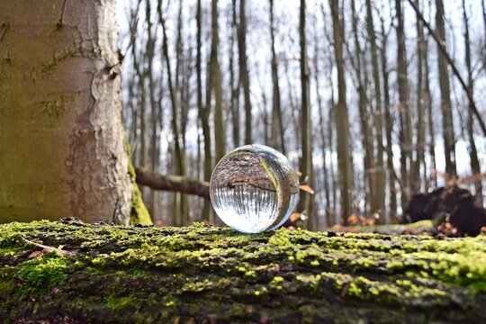 Wald Glaskugel 1