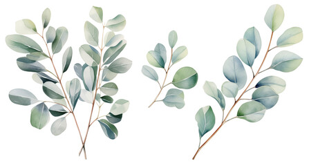 Watercolor illustration set with eucalyptus branches. Isolated on transparent background. Perfect for card, postcard, tags, invitation, printing, wrapping. - obrazy, fototapety, plakaty
