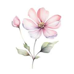 Watercolor illustration with spring pink flower. Isolated on transparent background. Perfect for card, postcard, tags, invitation, printing, wrapping.