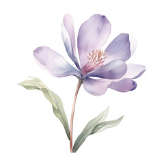 Watercolor illustration with spring violet flower. Isolated on transparent background. Hand drawn clipart. Perfect for card, postcard, tags, invitation, printing, wrapping.
