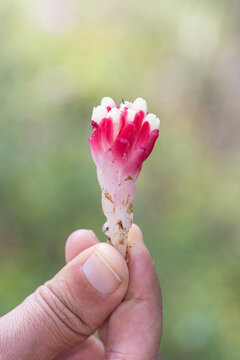 Cytinus ruber . Cytinus is a genus of parasitic flowering plants of Mediterranean scrub