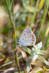 Common Blue butterfly on the plant. Polyommatus icarus, under the wing.