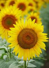 Yellow Sunflower Head Blooming on Field Background. Oil and Agricultural Theme. Organic Farming