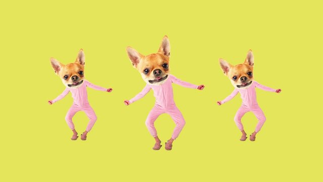 Funny motion design. Little purebred dog's muzzle on human body in pink pajamas dancing on green background. Stop motion, animation. Concept of animal theme, surrealism, fun and joy, dynamics