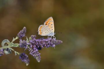 Lycaena thersamon butterfly on white flowering plant. Lesser Fiery Copper, under the wing.