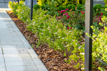 Paved walkway surrounded by mulch, grass and small pink-flowered bushes.