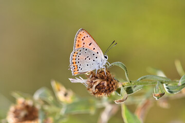 Lycaena thersamon butterfly on white flowering plant. Lesser Fiery Copper, under the wing.