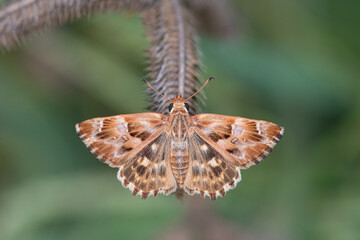 Fototapeta premium Mallow Skippe butterfly on the plant. Carcharodus alceae, on the wing.