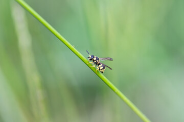 Common wasp (Vespula vulgaris) resting on a leaf.
