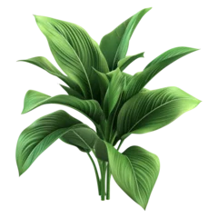green ribbed plantain © Zaleman