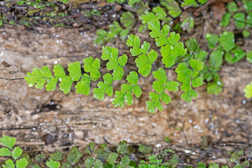Fern plant, green leaves, close-up. Water droplets.