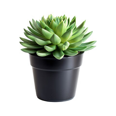 Small plant in black pot succulents or cactus
