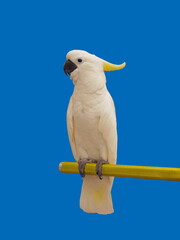 a yellow crested cockatoo perching of branch isolated on blue background. © Yuttana Joe