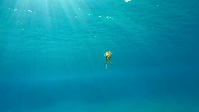 Baby calamar swims in blue water sparkling in bright sunrays, slow motion. Newborn Bigfin reef squid or Oval squid (Sepioteuthis lessoniana) floating in turquoise Ocean 