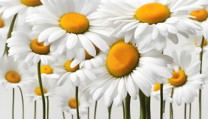 The symbolism of the Daisy flowers