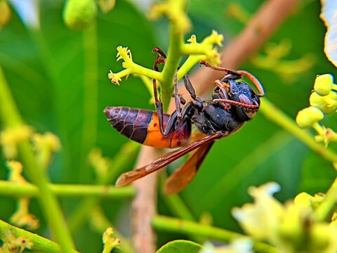 Easy-to-find paper wasp macro photography making nests on the surface of plant leaves