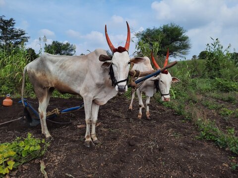 couple of  khillari breed bull standing in farm field in rural india.Bos indicus sub-species