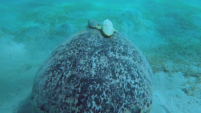 Close up of two Remorafish stuck on top of shell of Green Sea Turtle eating sea grass on seabed, Slow motion. Remora fish, Live sharksucker or Slender suckerfish
