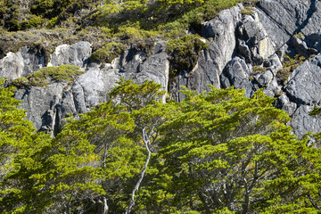 Forest and rocky mountains landscape, tierra del fuego, argentina