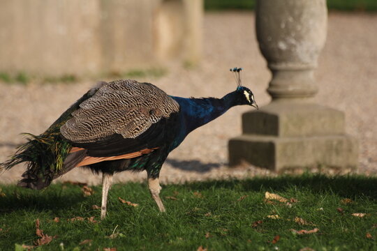 A majestic peacock, with vibrant feathers spread wide, proudly stands atop a lush green field, captivating all who gaze upon it.