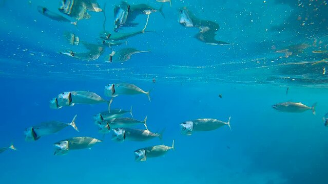 Close-up of school of Mackerel fishes swims with open mouths, filtering for plankton under surface on turquoise water reflected in it, Slow motion